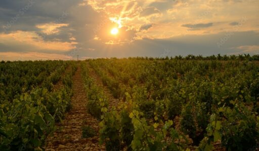 Vignoble en sunset